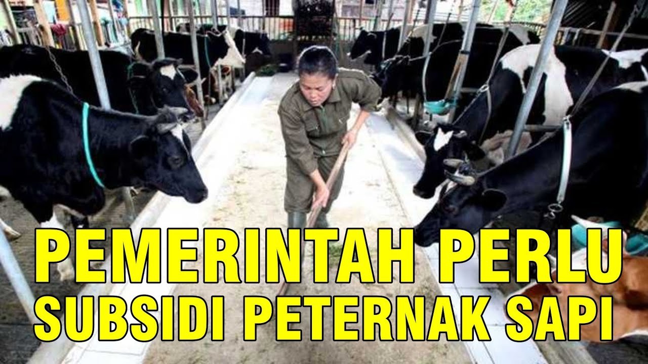
                                 Pemerintah-Perlu-Subsidi-Peternak-Sapi-Indonesia